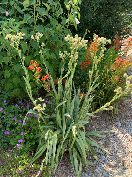 Image of Eryngium yuccifolium 'Kershaw Blue' taken at Juniper Level Botanic Gdn, NC by Lidia Churakova