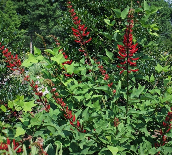 Image of Erythrina x bidwillii taken at Juniper Level Botanic Gdn, NC by JLBG