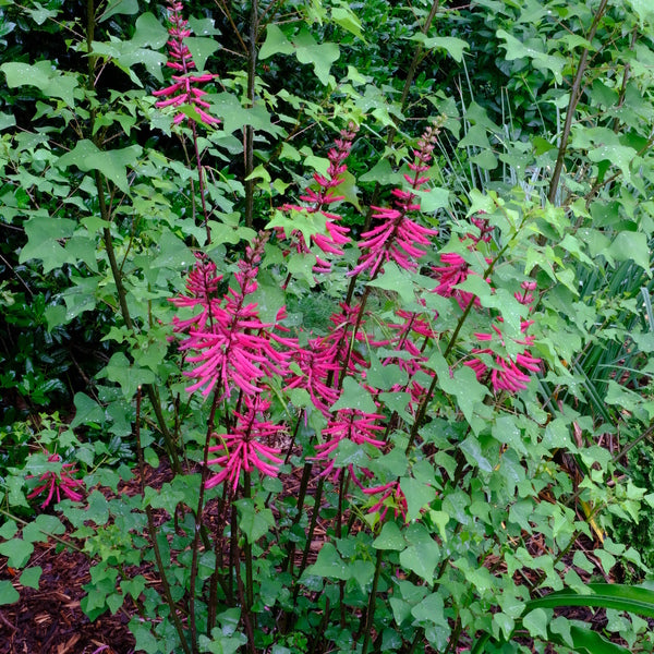 Image of Erythrina herbacea 'Fire Tower' taken at Juniper Level Botanic Gdn, NC by JLBG