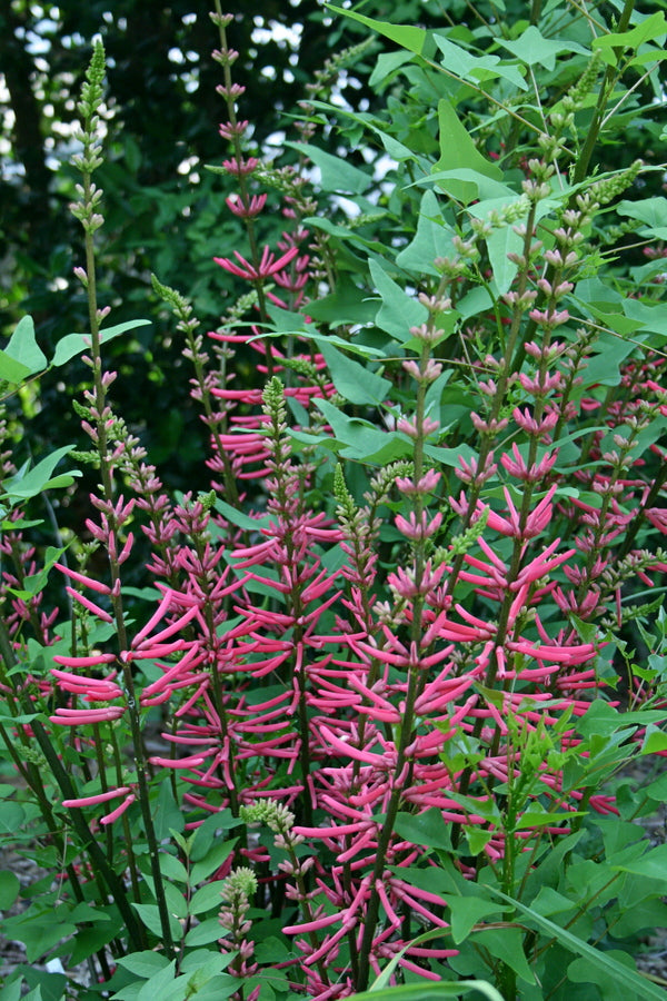 Image of Erythrina herbacea 'Woodlanders Pink' taken at Juniper Level Botanic Gdn, NC by JLBG