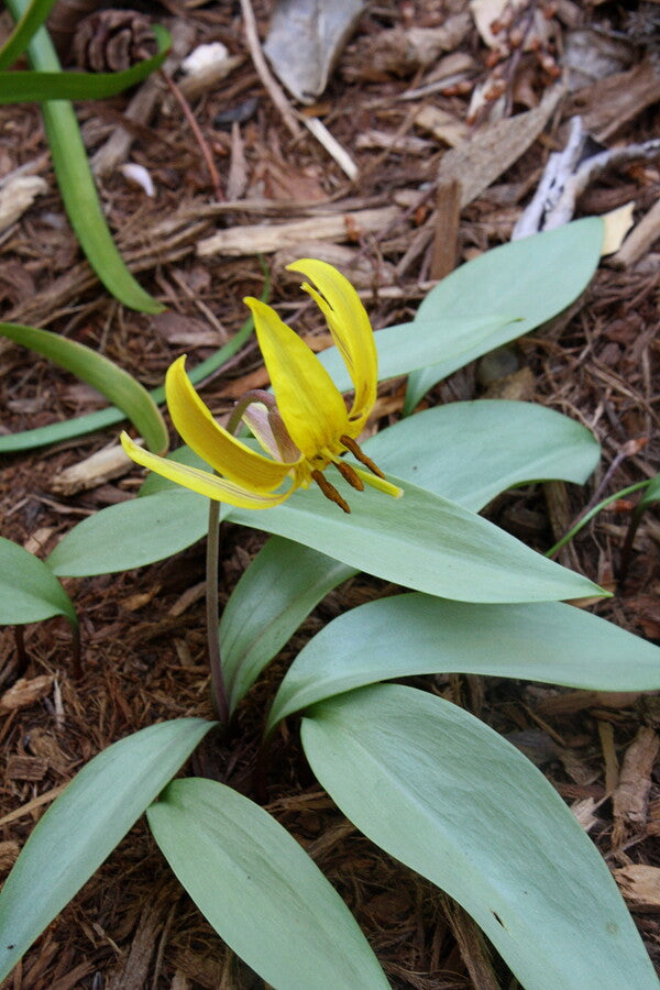 Image of Erythronium americanum 'Silver Pigeon' taken at Juniper Level Botanic Gdn, NC