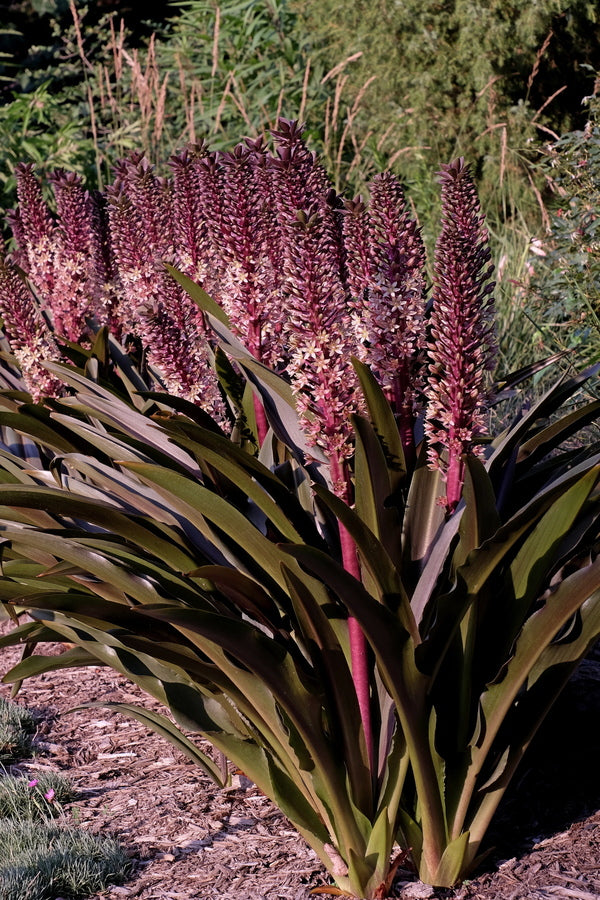 Image of Eucomis comosa 'Sparkling Burgundy' taken at Juniper Level Botanic Gdn, NC by JLBG