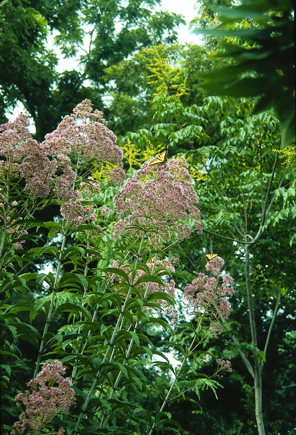 Image of Eupatorium fistulosum taken at Juniper Level Botanic Gdn, NC by JLBG