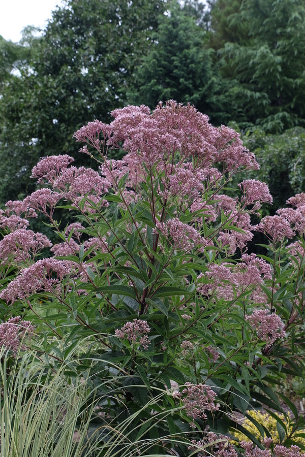 Image of Eupatorium purpureum 'Baby Joe' PP 20,320 taken at Juniper Level Botanic Gdn, NC by JLBG