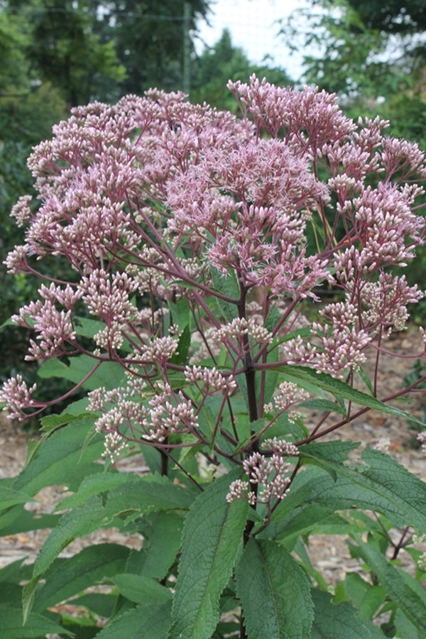 Image of Eupatorium purpureum 'Little Red' taken at Terra Nova Nurseries, OR