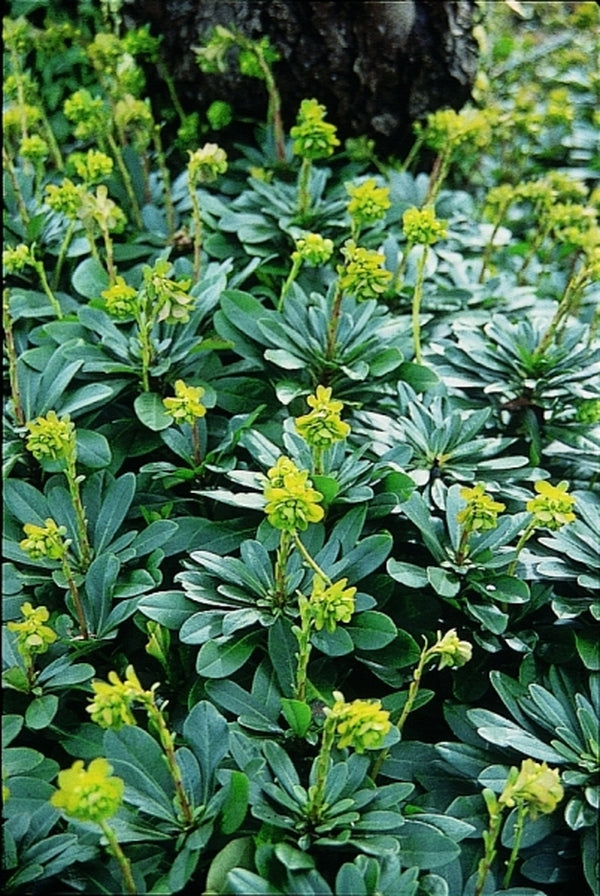Image of Euphorbia robbiae taken at L. Cochran Gdn, WA