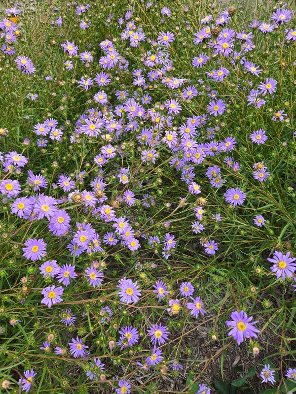 Image of Eurybia hemispherica 'Baby Blues' taken at Juniper Level Botanic Gdn, NC by JLBG