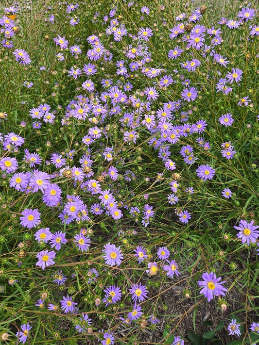 Image of Eurybia hemispherica 'Baby Blues' taken at Juniper Level Botanic Gdn, NC by JLBG