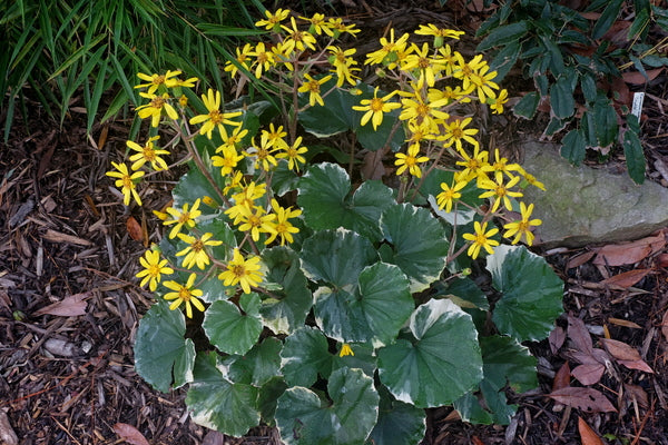 Image of Farfugium japonicum 'Argentum' taken at Juniper Level Botanic Gdn, NC by JLBG