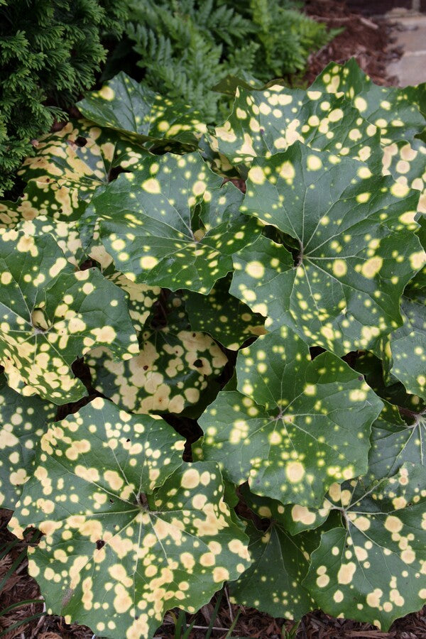 Image of Farfugium japonicum 'Aureomaculatum' taken at Allan Galloway Garden by JLBG