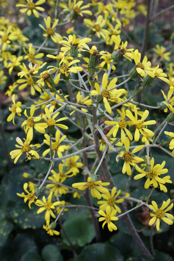 Image of Farfugium japonicum 'Aureomaculatum' taken at Juniper Level Botanic Gdn, NC by JLBG