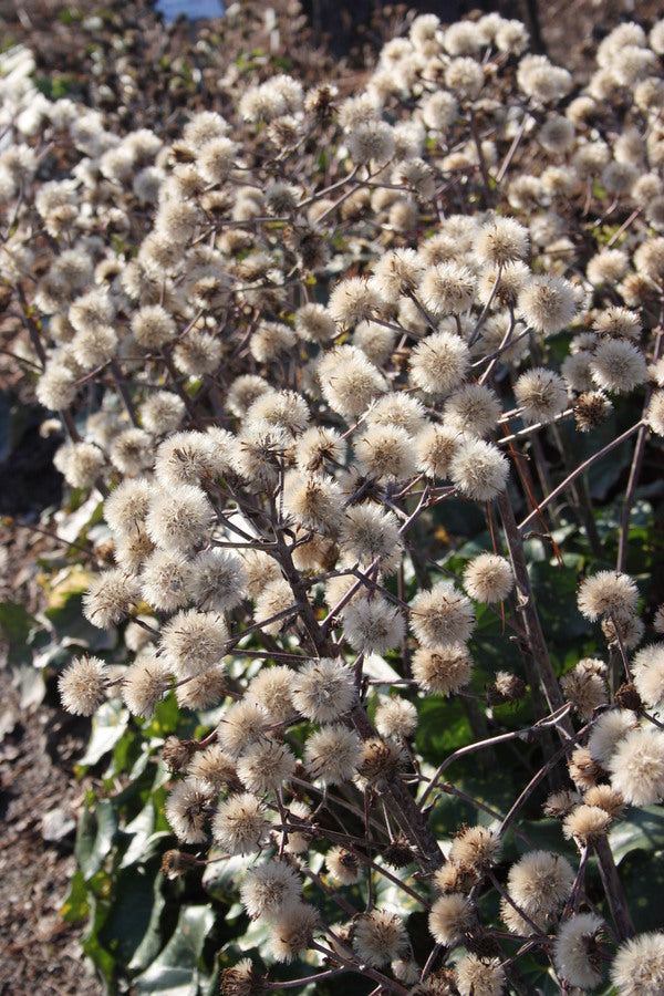 Image of Farfugium japonicum 'Aureomaculatum' taken at Juniper Level Botanic Gdn, NC by JLBG