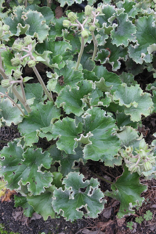 Image of Farfugium japonicum 'Shishi' taken at Juniper Level Botanic Gdn, NC by JLBG
