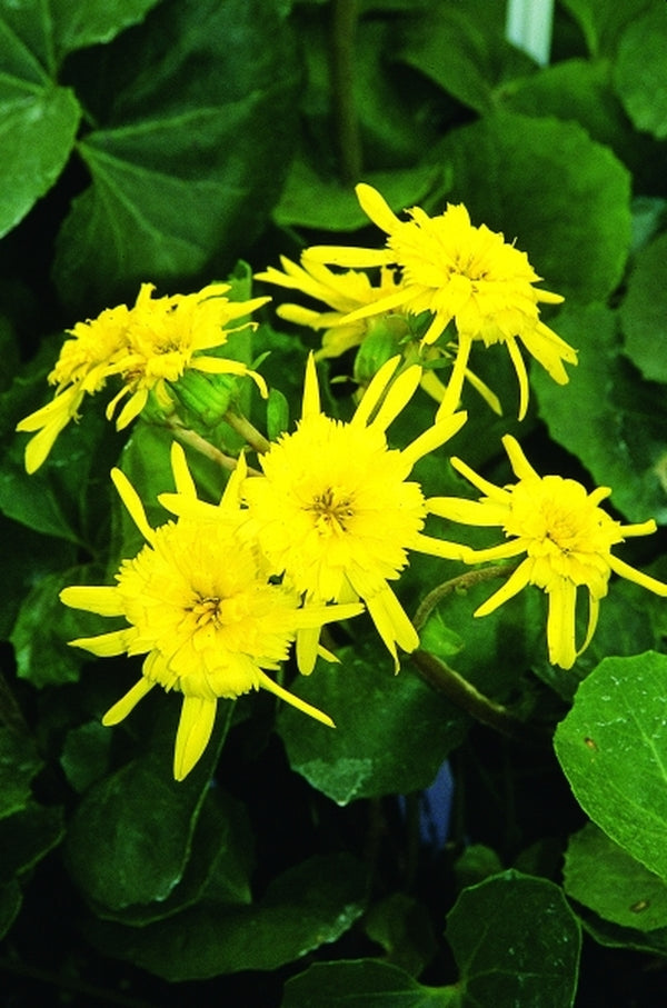 Image of Farfugium japonicum 'Yaezaki' taken at Juniper Level Botanic Gdn, NC by JLBG