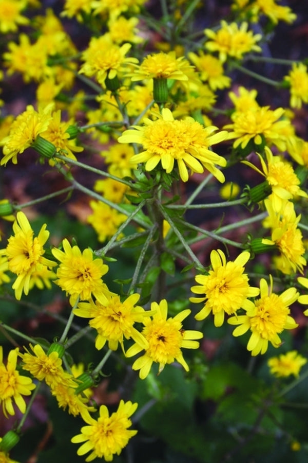 Image of Farfugium japonicum 'Yaezaki' taken at Juniper Level Botanic Gdn, NC by JLBG