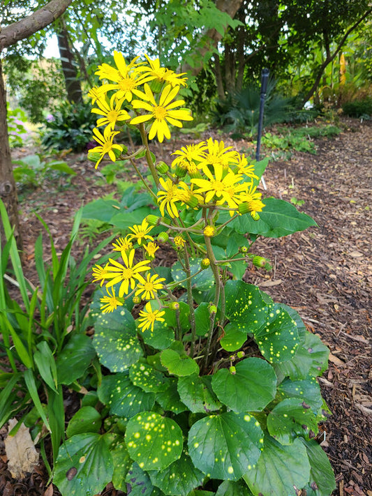 Image of Farfugium japonicum var. luchuense 'Basho Ogi' taken at Juniper Level Botanic Gdn, NC by JLBG