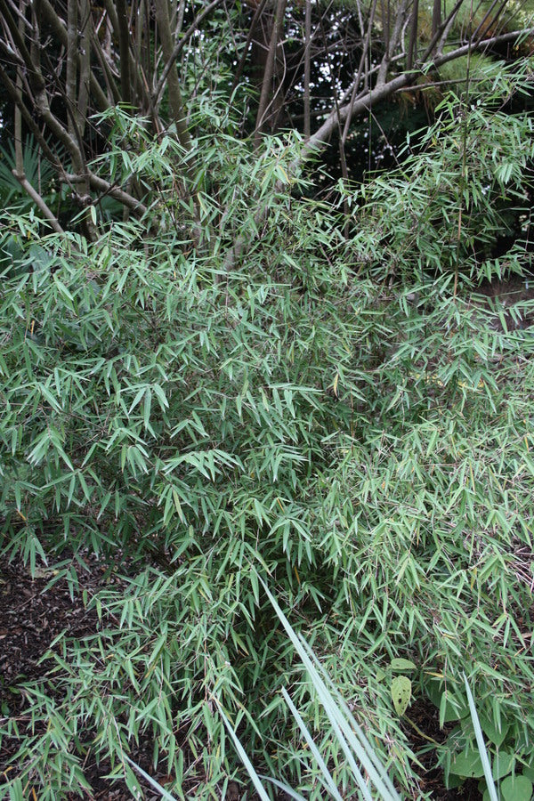 Image of Fargesia sp. 'Jiuzhaigou I' taken at Juniper Level Botanic Gdn, NC by JLBG