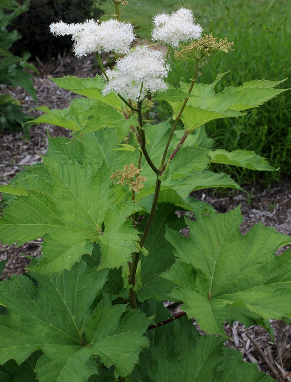 Image of Filipendula camtschatica 'Summer Snow' taken at Juniper Level Botanic Gdn, NC by JLBG
