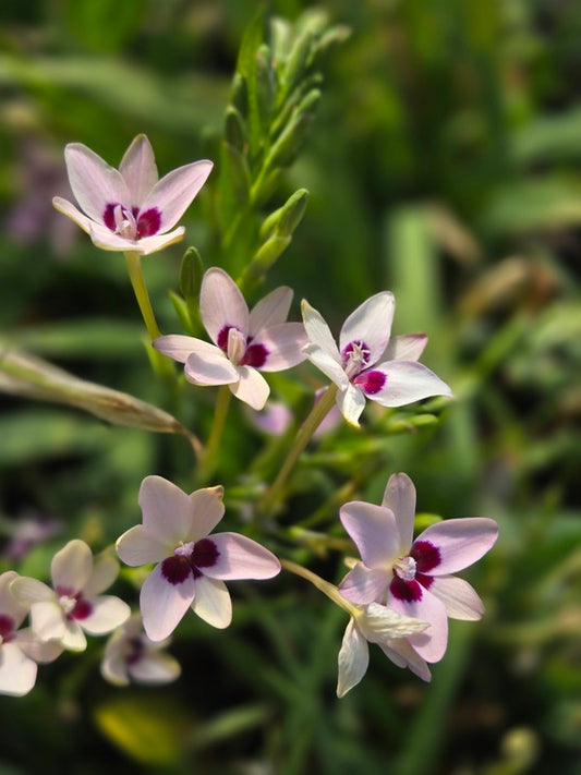 Image of Freesia laxa 'Rainbow' taken at Juniper Level Botanic Gdn, NC by JLBG