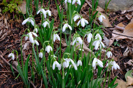 Image of Galanthus 'S. Arnott' taken at Juniper Level Botanic Gdn, NC by JLBG
