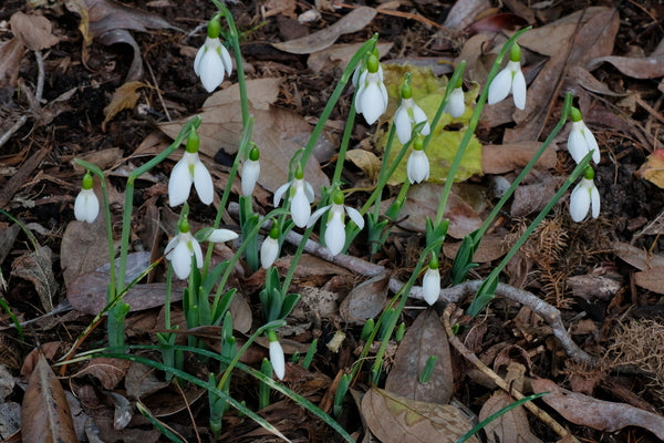 Image of Galanthus elwesii var. monostictus taken at Juniper Level Botanic Gdn, NC by JLBG