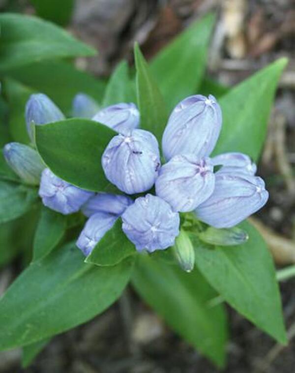 Image of Gentiana andrewsii taken at Juniper Level Botanic Gdn, NC by JLBG