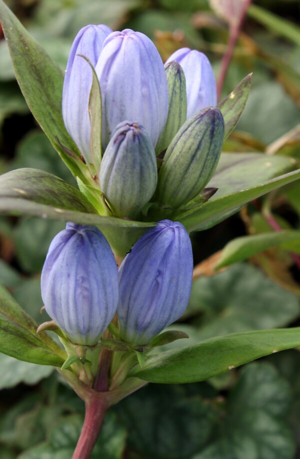 Image of Gentiana andrewsii taken at Juniper Level Botanic Gdn, NC by JLBG