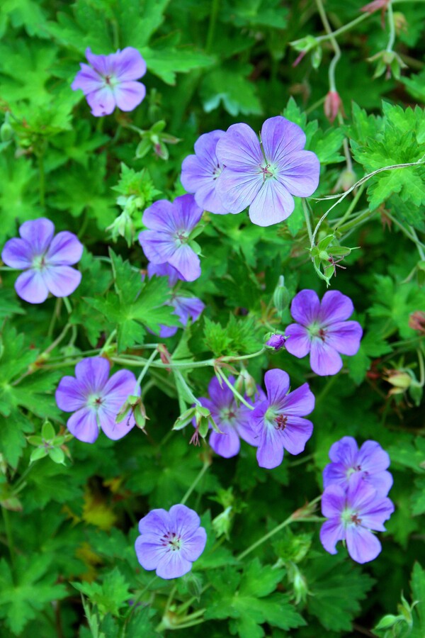Image of Geranium 'Rozanne' taken at Juniper Level Botanic Gdn, NC by JLBG