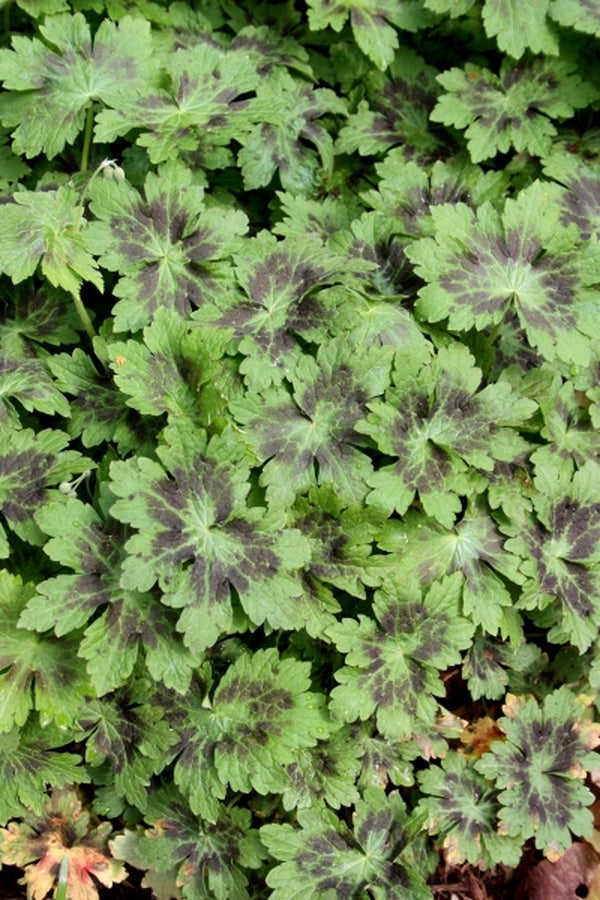 Image of Geranium phaeum 'Samobor' taken at Juniper Level Botanic Gdn, NC by JLBG