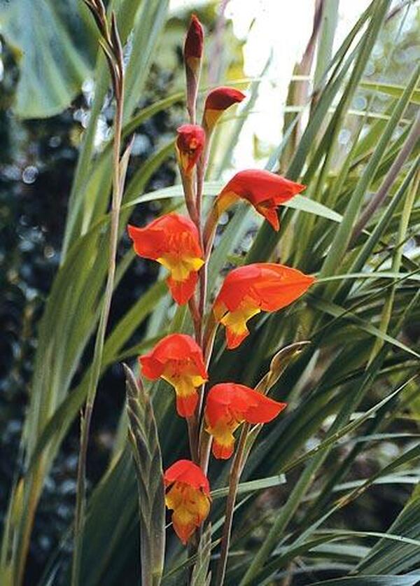Image of Gladiolus dalenii 'Halloweenie' taken at Juniper Level Botanic Gdn, NC by JLBG