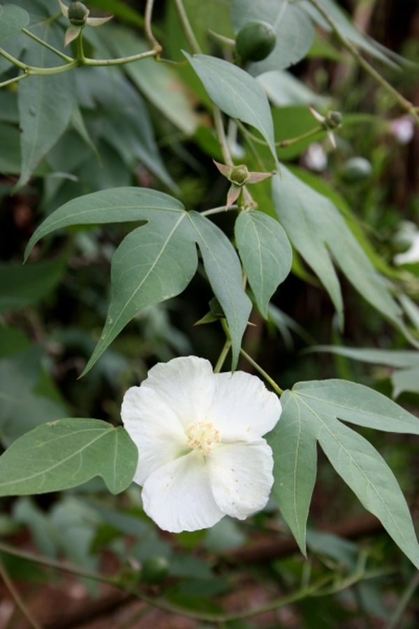 Image of Gossypium thurberi 'Mt. Lemmon'