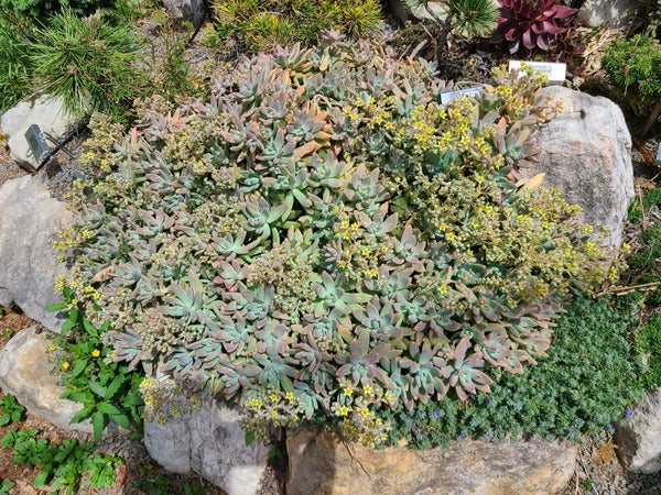 Image of Graptosedum 'Vera Higgins' taken at Sandy Horn Gdn. by JLBG