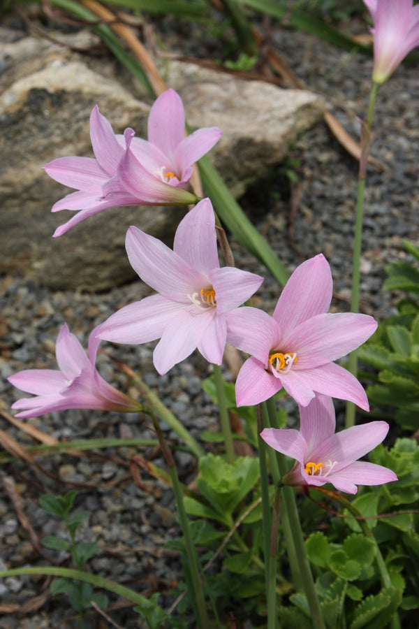 Image of Habranthus 'Pink Flamingos' taken at Juniper Level Botanic Gdn, NC by JLBG