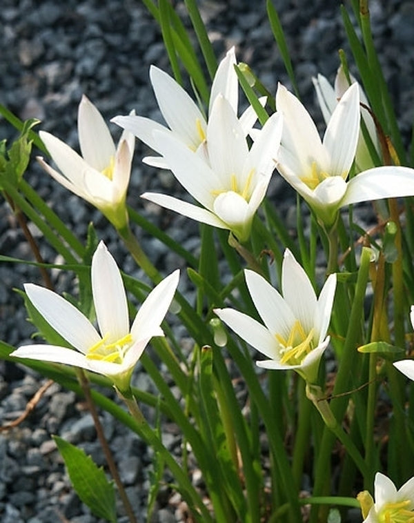 Image of Habranthus magnoi taken at Juniper Level Botanic Gdn, NC by JLBG