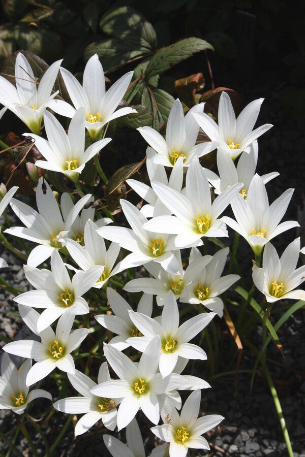 Image of Habranthus magnoi taken at Juniper Level Botanic Gdn, NC by JLBG