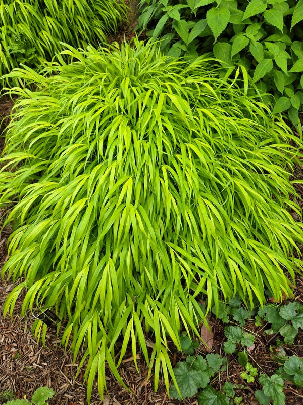 Image of Hakonechloa macra 'SunFlare' PP 27,734 taken at Juniper Level Botanic Gdn, NC by JLBG