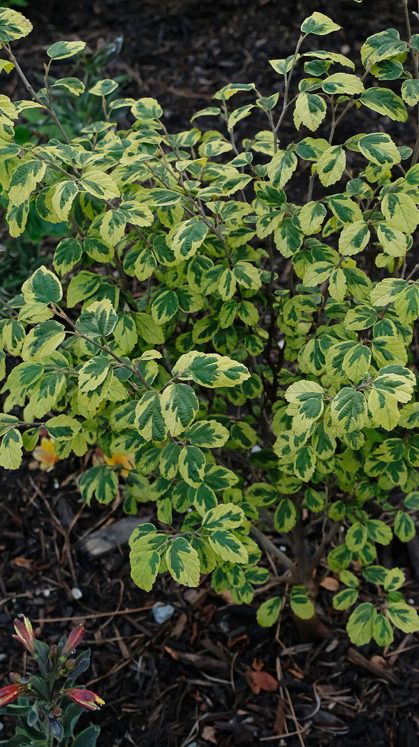 Image of Hamamelis virginiana 'Little Prospect' taken at Juniper Level Botanic Gdn, NC by JLBG