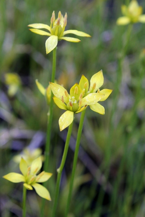Image of Harperocallis flava - NOT OUTSIDE NC