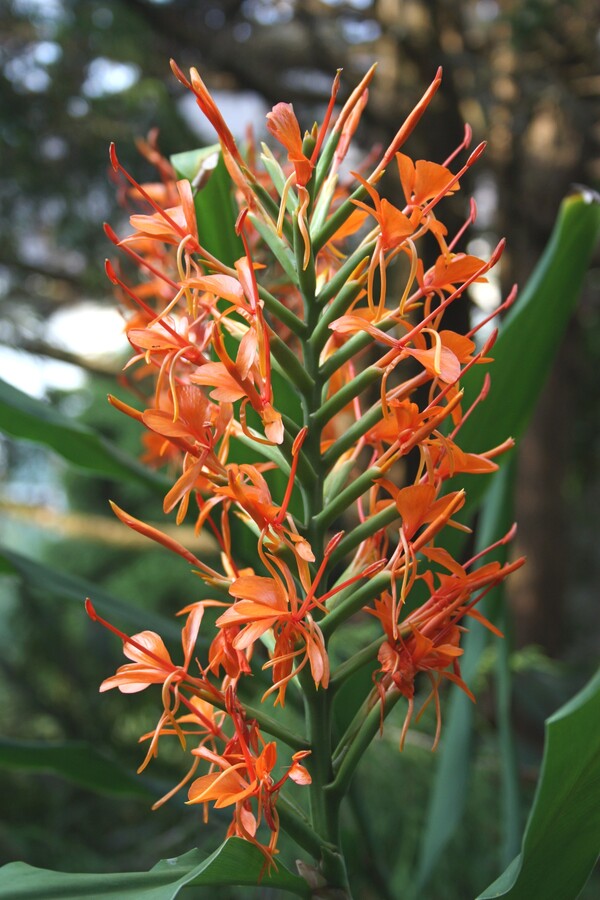 Image of Hedychium 'Fiesta' taken at Juniper Level Botanic Gdn, NC by JLBG