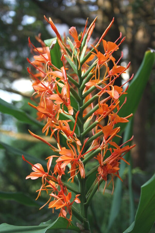Image of Hedychium 'Fiesta' taken at Juniper Level Botanic Gdn, NC by JLBG