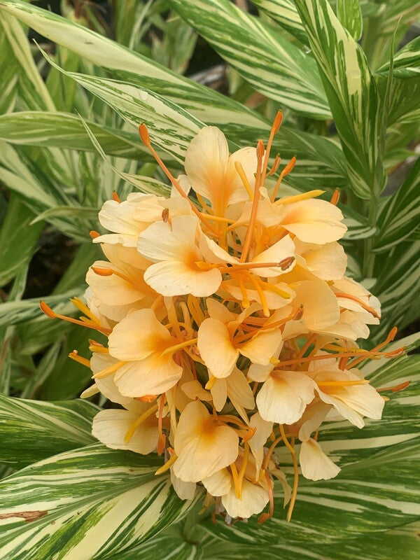 Image of Hedychium 'Vanilla Ice' taken at Juniper Level Botanic Gdn, NC by C. Hardison