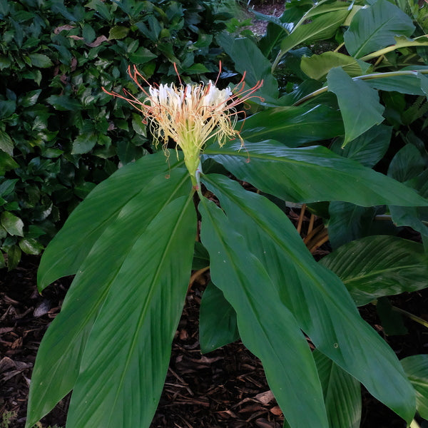 Image of Hedychium ellipticum taken at Juniper Level Botanic Gdn, NC by JLBG