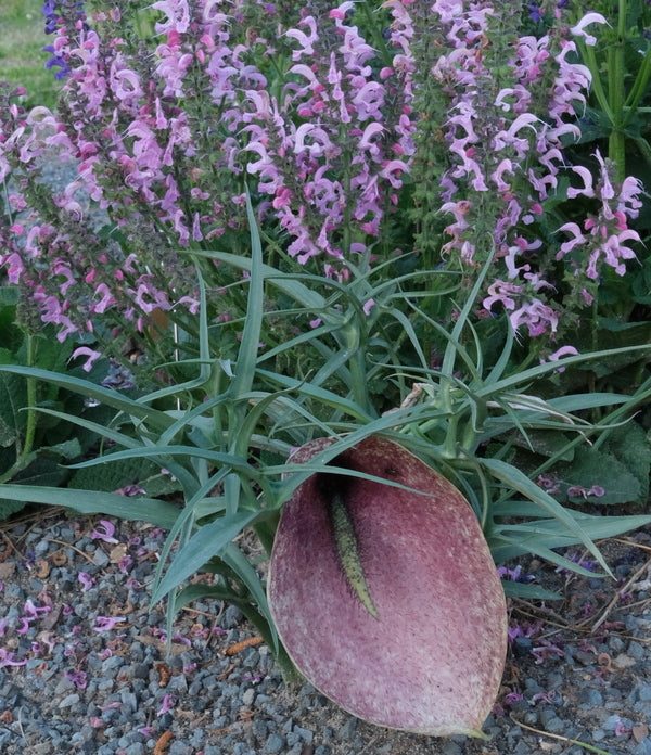 Image of Helicodiceros muscivorus 'Majorca' taken at Juniper Level Botanic Gdn, NC by JLBG