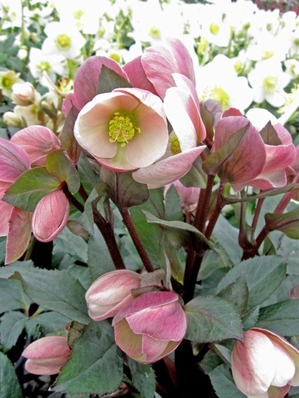 Image of Helleborus x ballardiae 'Pink Frost' PP 21,063 taken at Heuger, Germany