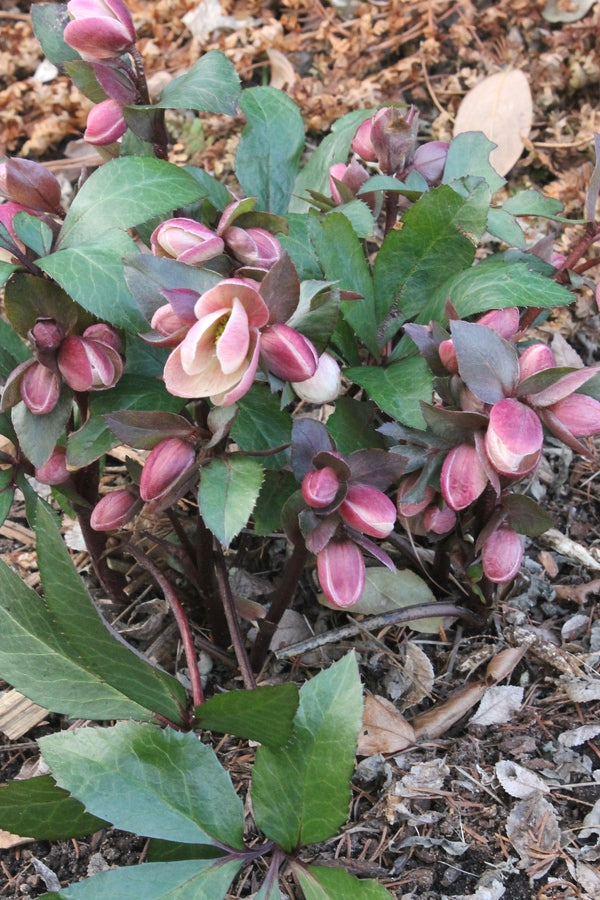 Image of Helleborus x ballardiae 'Pink Frost' PP 21,063