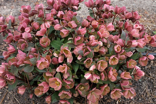 Image of Helleborus x ballardiae 'Pink Frost' PP 21,063 taken at Juniper Level Botanic Gdn, NC by JLBG
