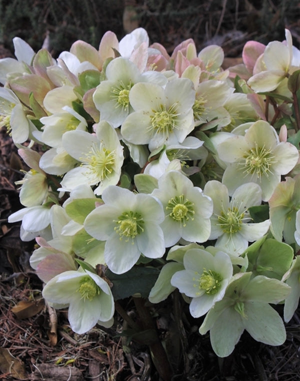 Image of Helleborus x ericsmithii 'Joker' PP 22,022 taken at Juniper Level Botanic Gdn, NC by JLBG