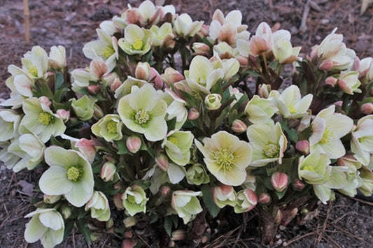Image of Helleborus x ericsmithii 'Joker' PP 22,022 taken at Juniper Level Botanic Gdn, NC by JLBG