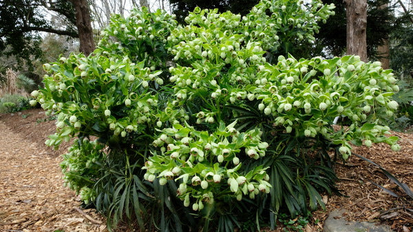 Image of Helleborus foetidus 'Krenitsky' taken at Juniper Level Botanic Gdn, NC by JLBG