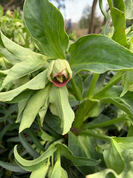 Image of Helleborus foetidus 'Krenitsky' taken at Juniper Level Botanic Gdn, NC by L. Churakova